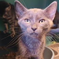 OPALE, chat à adopter
