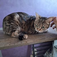 ENA, chatte à adopter