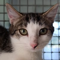 KINGSTON, chat à adopter