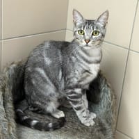 Falbala CAB5862, chatte à adopter