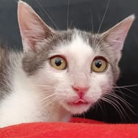 BOGOTA, chat à adopter
