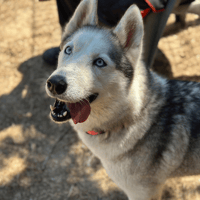PHOEBE, chienne à adopter