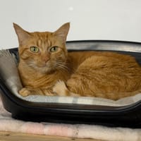 Wanda CAB5860, chatte à adopter