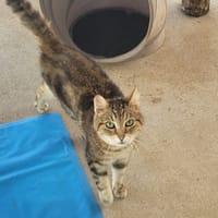 DJEENA, chatte à adopter
