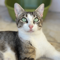 MIMI, chatte à adopter