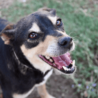 Lyndra, chienne à adopter