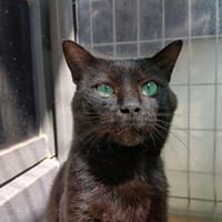 Mudson, chat à adopter