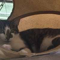 Neiko, chat à adopter