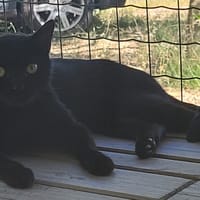 KITKAT, chatte à adopter
