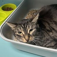 DUCHESSE, chatte à adopter