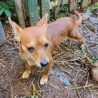 MIRA, chienne à adopter