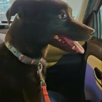 SULTAN, chien à adopter