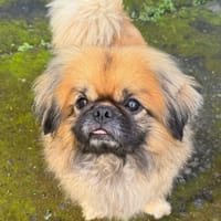 CAPUCINE, chienne à adopter