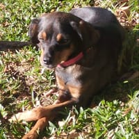 SPIKY, chienne à adopter