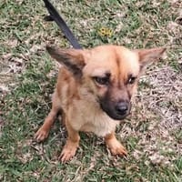 SLY, chienne à adopter