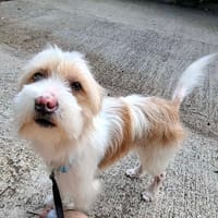 NUAGE, chien à adopter