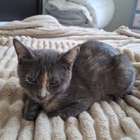 Grisette, chatte à adopter