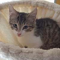 Bruna, chatte à adopter