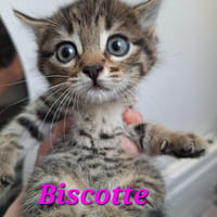 Biscotte, chatte à adopter