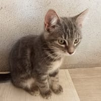 BAYA, chatte à adopter