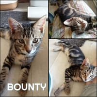 BOUNTY, chat à adopter
