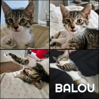 BALOU, chat à adopter