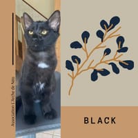 Black, chat à adopter