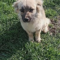 pipkin, chienne à adopter