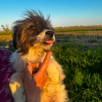 diego, chien à adopter