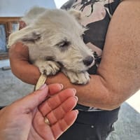 bahia, chienne à adopter