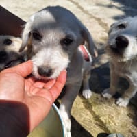 bliss, chienne à adopter