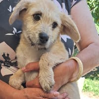 maya, chienne à adopter