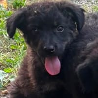 snoopy, chien à adopter