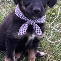 scooby, chien à adopter