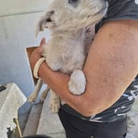 oscar, chien à adopter