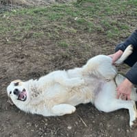 lorry, chienne à adopter