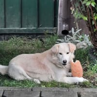 wisky, chien à adopter