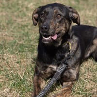 ursa, chienne à adopter