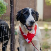 teddy, chien à adopter