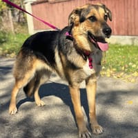 candy, chienne à adopter