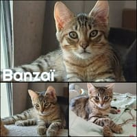 BANZAI, chat à adopter