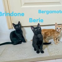 BRINDONE BERIE et BERGAMOTE, chatte à adopter
