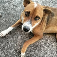 aloka la beauté des îles, chien à adopter