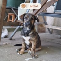 Altaï, chienne à adopter