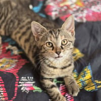 madone, chatte à adopter