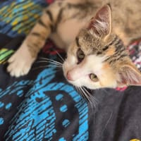 leone, chatte à adopter