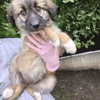 Siya, chienne à adopter
