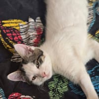 gaston, chat à adopter