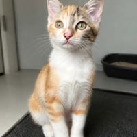 princess, chatte à adopter