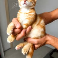 roucky, chat à adopter